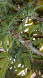 IMG_20170706_202143877.jpg