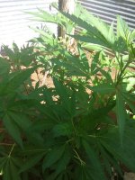 IMG_20170705_174931.jpg