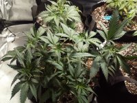 photo24180.jpg