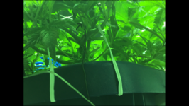 photo24220.png