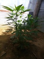 IMG_20170710_092918.jpg