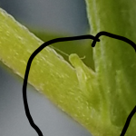 photo24764.png