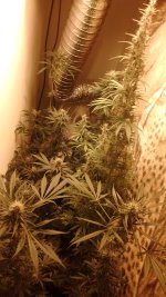 photo25160.jpg