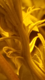 photo25245.png