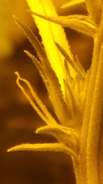 photo25246.png