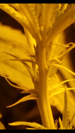 photo25247.png