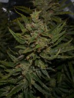 2017-07-22-C99-Mother-Harvest.JPG