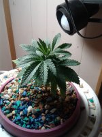 new pic1.jpg