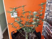 photo26244.jpg