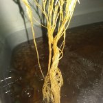 20170806_171942.jpg