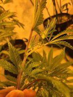 photo26529.jpg