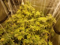 Tent_8-5-17.jpg