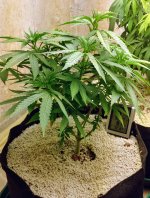 Click image for larger version  Name:	Original Berry Victory Seeds Bud Aroma.jpg Views:	1 Size:	2.76 MB ID:	124217