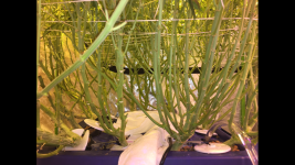 photo27032.png