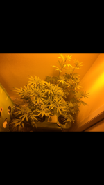 photo27036.png
