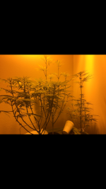 photo27037.png