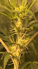 photo27077.png