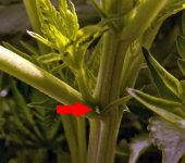 photo27095.jpg