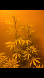 photo27330.png