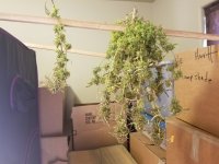 Not bad for bag seed.jpg