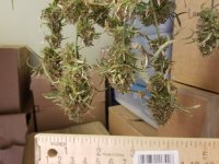 Nice Buds.jpg