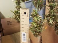 Nice Bud.jpg