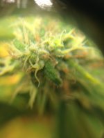 Seriously Happy Trichomes.JPG