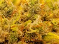 Critical Mass Trichomes 8-26-17.jpg