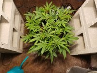Clone 8-25-17.jpg