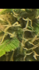 photo28045.png