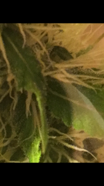 photo28047.png
