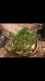 photo28079.png