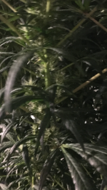 photo28202.png