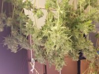 Seriously Happy harvest.jpg