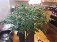 Clone before  defoilation for switch to flower.jpg