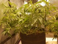 clone after defoilation berfore switch to flower.jpg