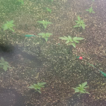 photo28481.png