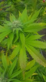 Resized_20170907_082207.jpeg