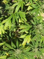 Plant1004b.JPG