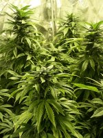 photo29176.jpg
