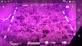 Screenshot_20171011-064325.png