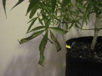 Audrey2.jpg