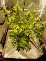 Seriously Happy clone 10-11-17.jpg