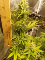 Seriously Happy buds 10-10-17.jpg