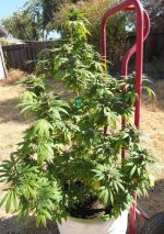 Plant1013A.JPG