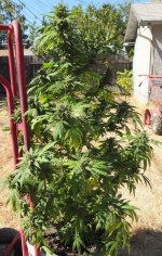 Plant1013B.JPG