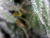 SingleShot0035.jpg