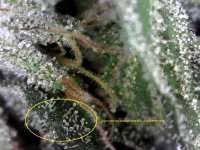 SingleShot0033.jpg