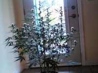 IMG_20171021_110835.jpg