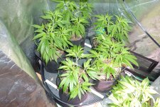 photo30479.jpg